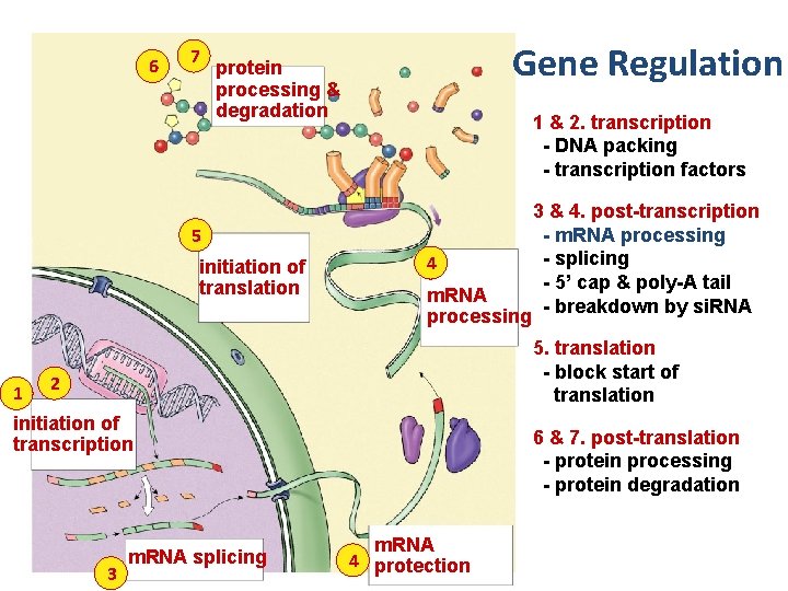 6 7 Gene Regulation protein processing & degradation 1 & 2. transcription - DNA