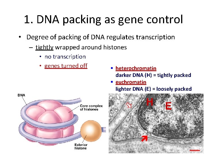 1. DNA packing as gene control • Degree of packing of DNA regulates transcription