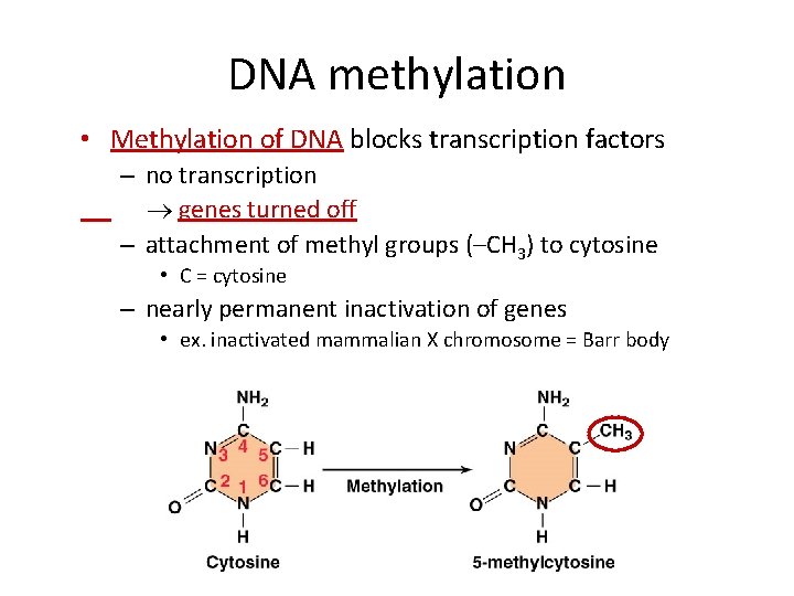DNA methylation • Methylation of DNA blocks transcription factors – no transcription genes turned