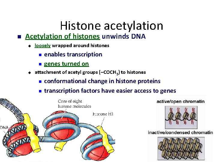 Histone acetylation Acetylation of histones unwinds DNA u loosely wrapped around histones u enables