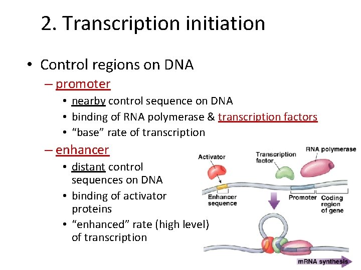 2. Transcription initiation • Control regions on DNA – promoter • nearby control sequence