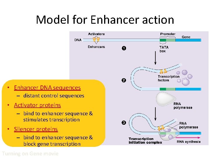 Model for Enhancer action • Enhancer DNA sequences – distant control sequences • Activator