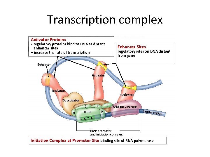 Transcription complex Activator Proteins • regulatory proteins bind to DNA at distant Enhancer Sites