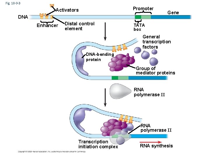 Fig. 18 -9 -3 Promoter Activators DNA Enhancer Distal control element Gene TATA box