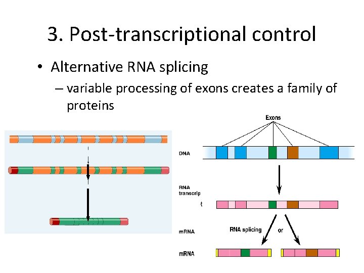 3. Post-transcriptional control • Alternative RNA splicing – variable processing of exons creates a