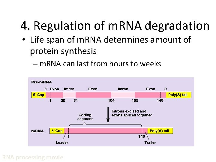 4. Regulation of m. RNA degradation • Life span of m. RNA determines amount