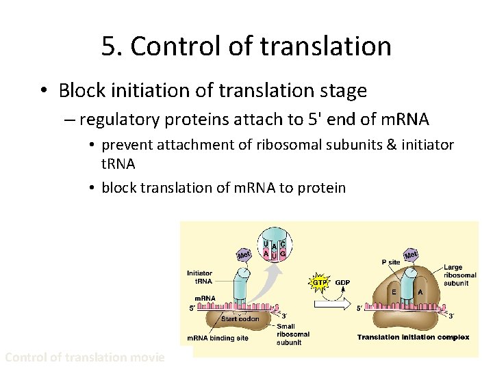 5. Control of translation • Block initiation of translation stage – regulatory proteins attach