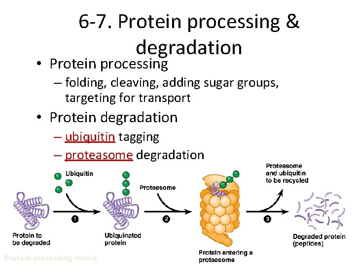 6 -7. Protein processing & degradation • Protein processing – folding, cleaving, adding sugar