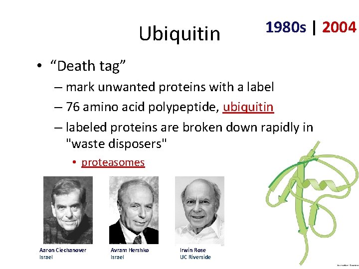 Ubiquitin 1980 s | 2004 • “Death tag” – mark unwanted proteins with a