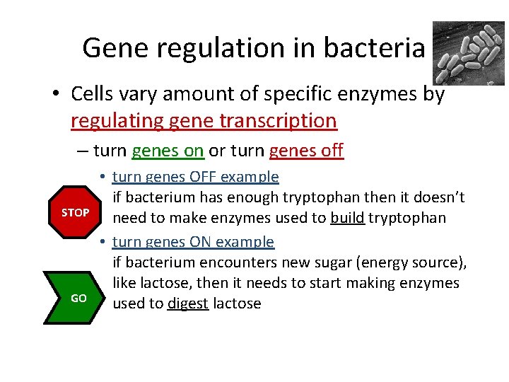 Gene regulation in bacteria • Cells vary amount of specific enzymes by regulating gene