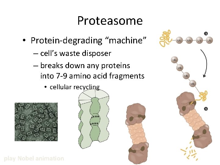 Proteasome • Protein-degrading “machine” – cell’s waste disposer – breaks down any proteins into