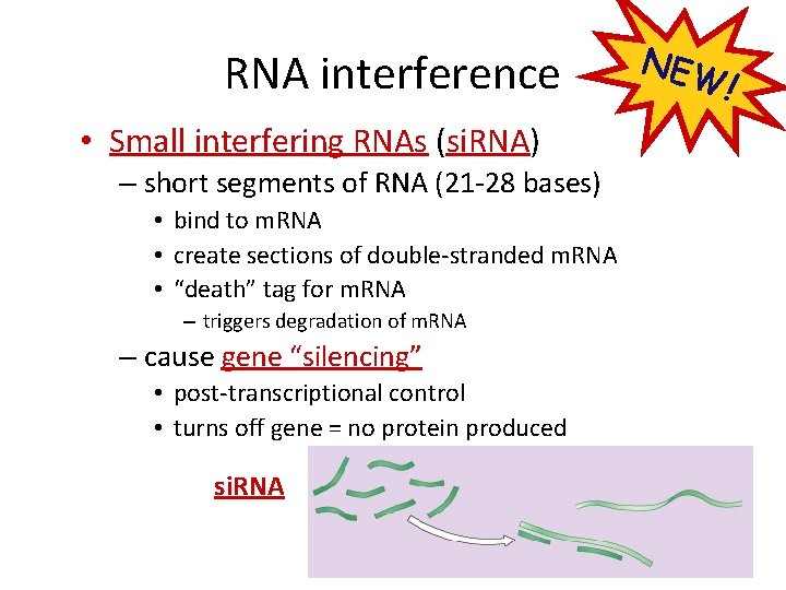 RNA interference • Small interfering RNAs (si. RNA) – short segments of RNA (21