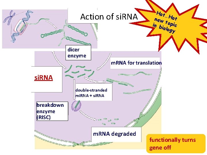 Action of si. RNA dicer enzyme Hot … new Hot t in b opic