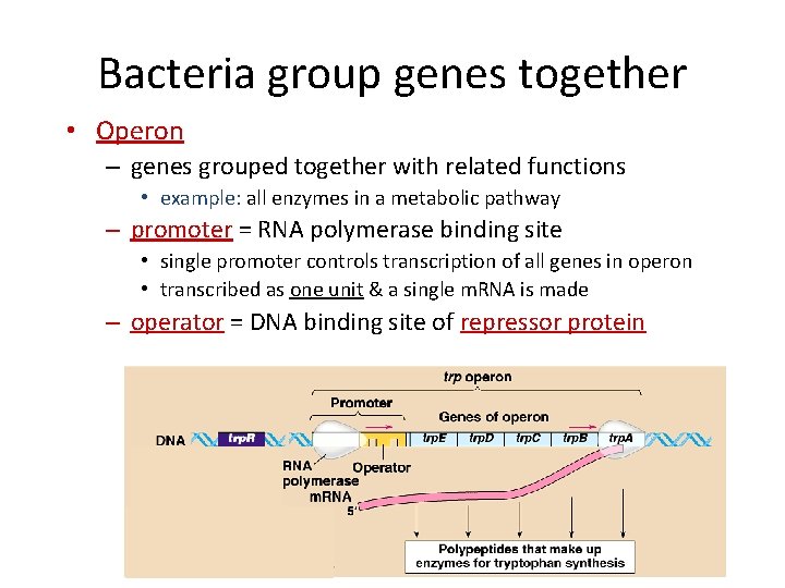 Bacteria group genes together • Operon – genes grouped together with related functions •