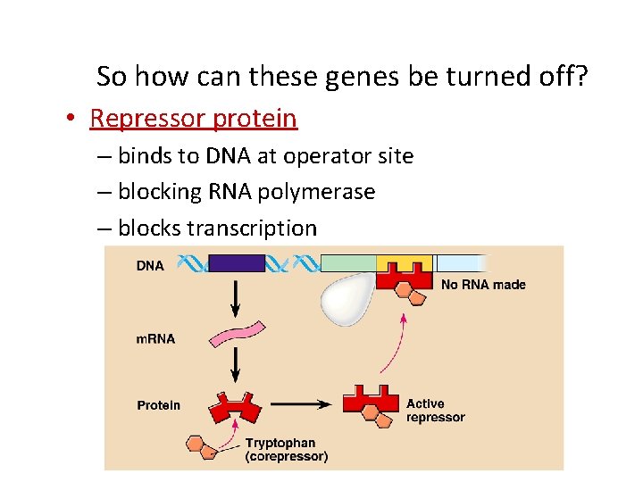 So how can these genes be turned off? • Repressor protein – binds to