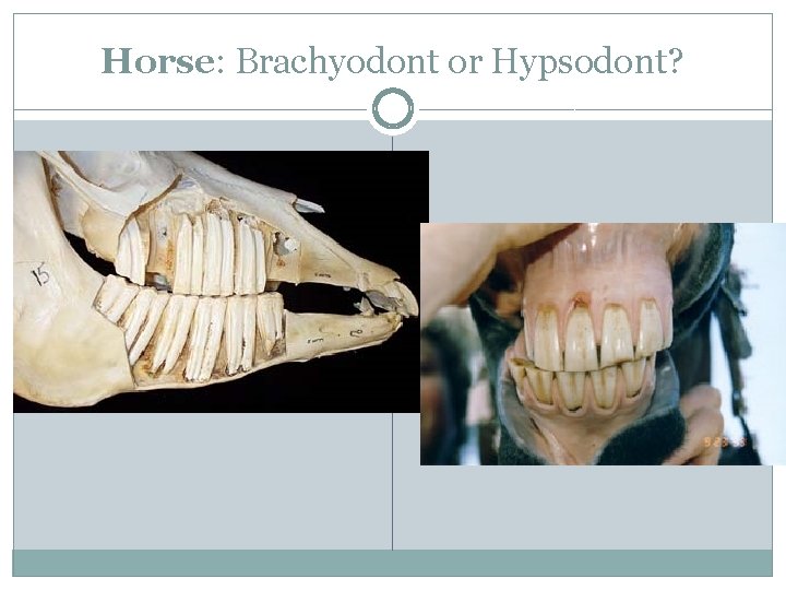 Horse: Brachyodont or Hypsodont? 