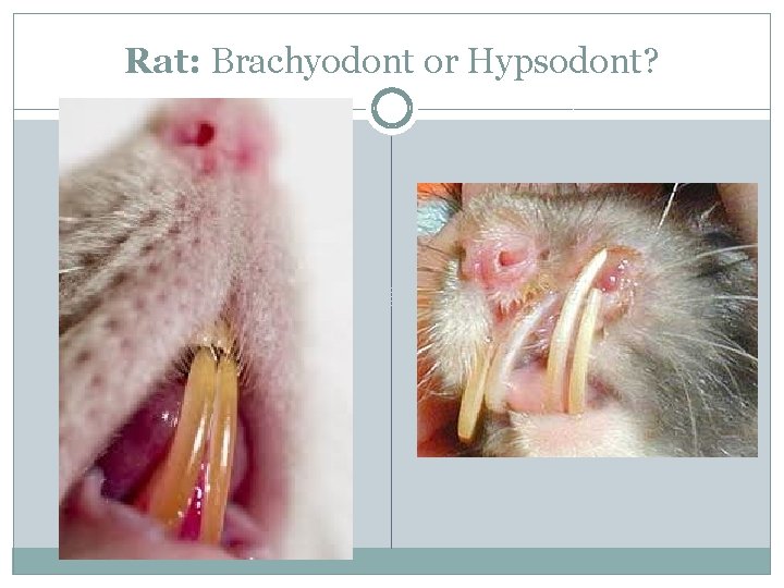 Rat: Brachyodont or Hypsodont? 