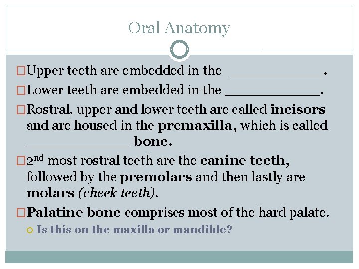 Oral Anatomy �Upper teeth are embedded in the _____. �Lower teeth are embedded in
