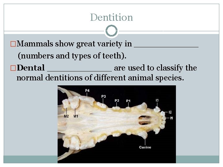 Dentition �Mammals show great variety in ______ (numbers and types of teeth). �Dental ______