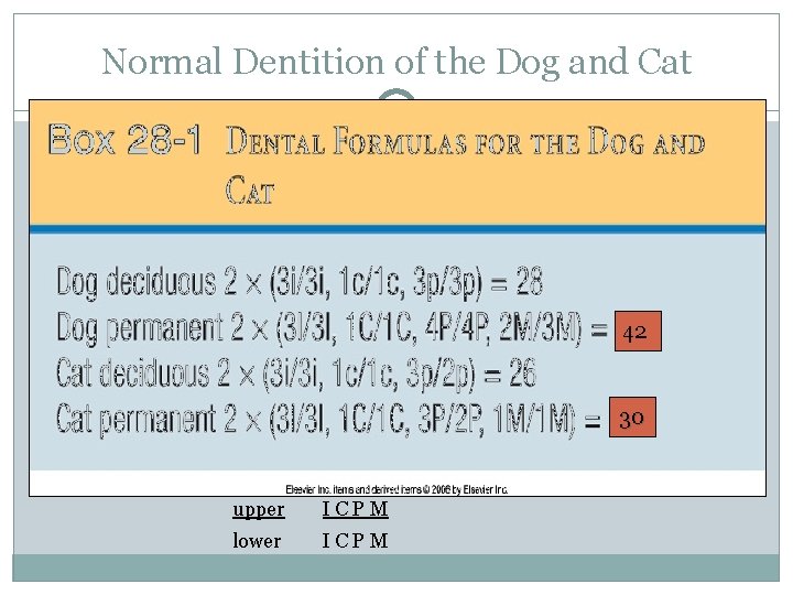Normal Dentition of the Dog and Cat 42 30 upper ICPM lower ICPM 