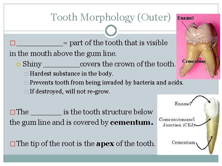 Tooth Morphology (Outer) � _____= part of the tooth that is visible in the