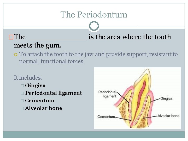 The Periodontum �The ______ is the area where the tooth meets the gum. To
