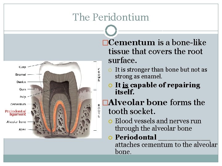 The Peridontium �Cementum is a bone-like tissue that covers the root surface. It is