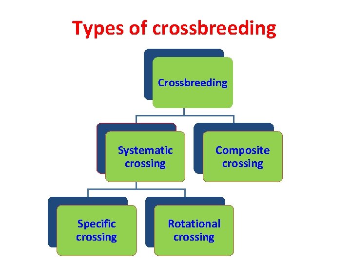 Types of crossbreeding Crossbreeding Systematic crossing Specific crossing Composite crossing Rotational crossing 