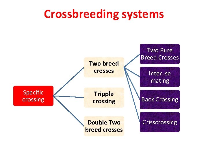Crossbreeding systems Two breed crosses Specific crossing Tripple crossing Double Two breed crosses Two