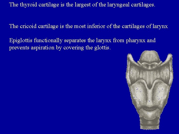 The thyroid cartilage is the largest of the laryngeal cartilages. The cricoid cartilage is