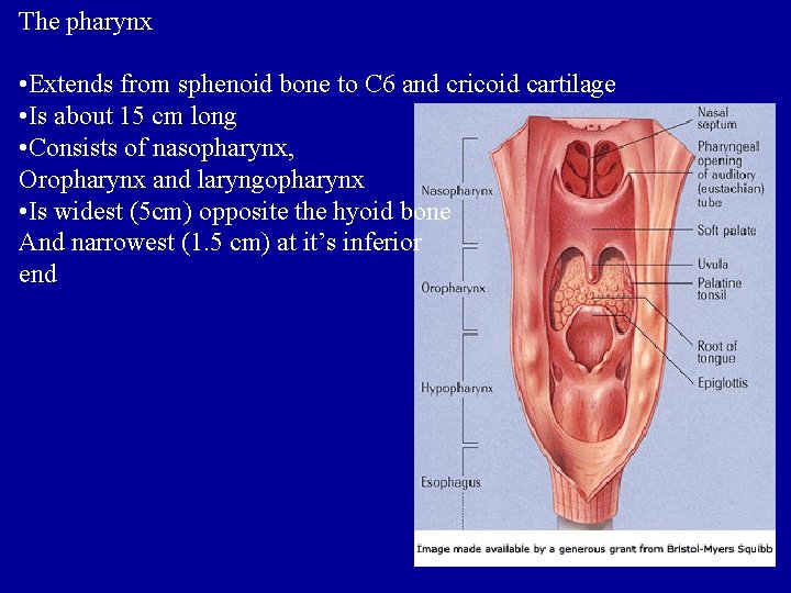 The pharynx • Extends from sphenoid bone to C 6 and cricoid cartilage •
