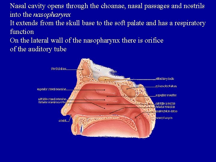Nasal cavity opens through the choanae, nasal passages and nostrils into the nasopharynx It
