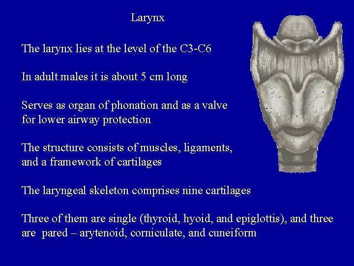 Larynx The larynx lies at the level of the C 3 -C 6 In