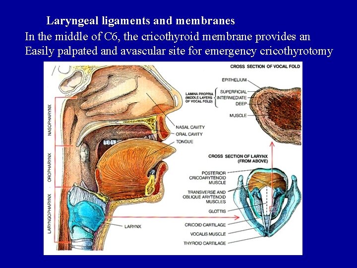Laryngeal ligaments and membranes In the middle of C 6, the cricothyroid membrane provides