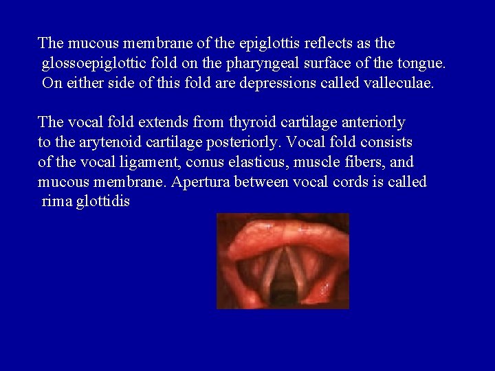 The mucous membrane of the epiglottis reflects as the glossoepiglottic fold on the pharyngeal