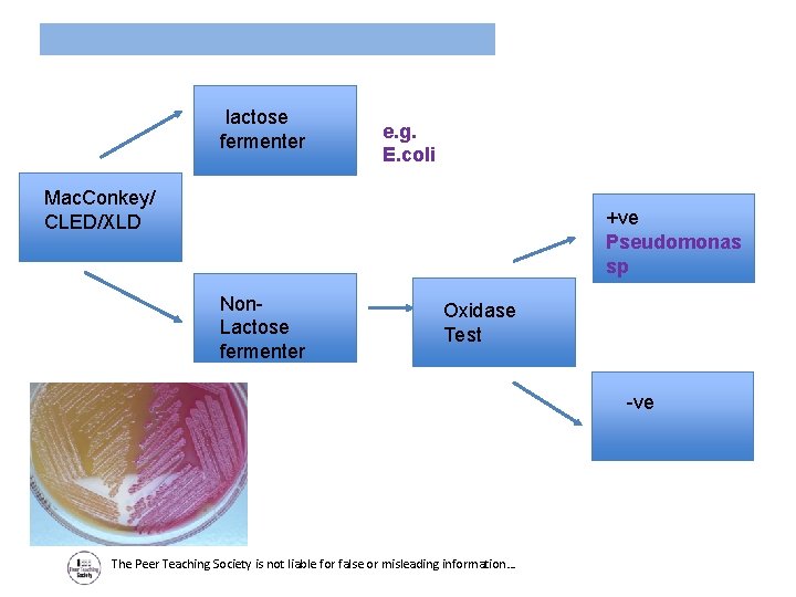 lactose fermenter e. g. E. coli Mac. Conkey/ CLED/XLD +ve Pseudomonas sp Non. Lactose