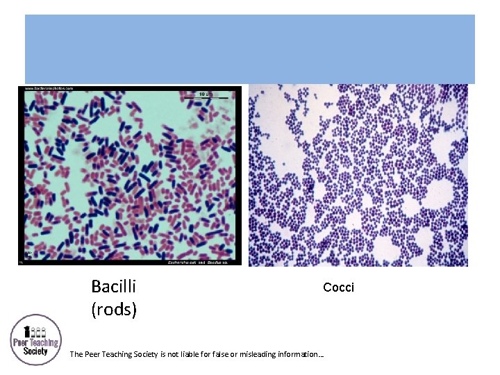 Bacilli (rods) Cocci The Peer Teaching Society is not liable for false or misleading