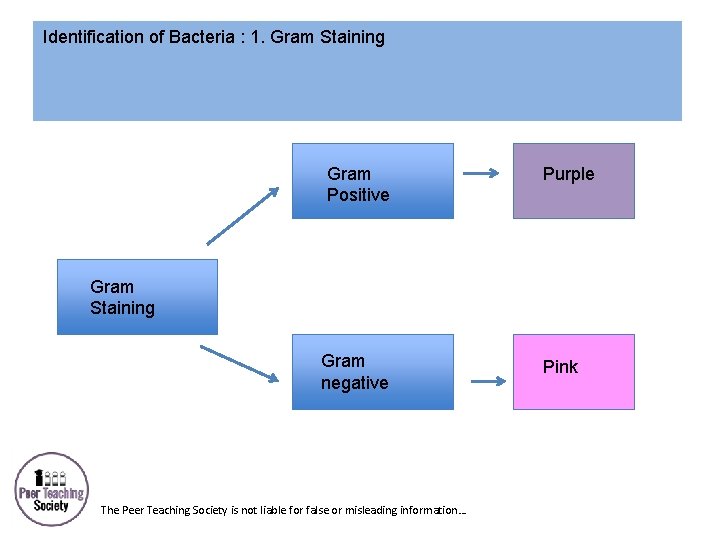 Identification of Bacteria : 1. Gram Staining Gram Positive Purple Gram Staining Gram negative