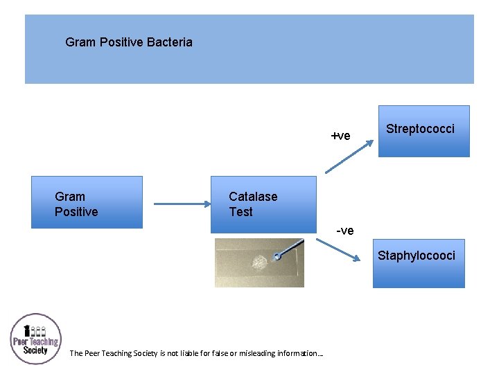 Gram Positive Bacteria +ve Gram Positive Streptococci Catalase Test -ve Staphylocooci The Peer Teaching