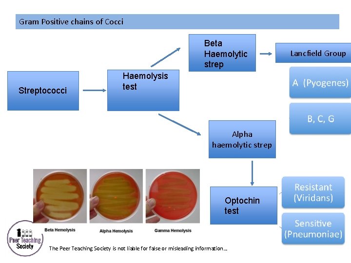 Gram Positive chains of Cocci Beta Haemolytic strep Streptococci Haemolysis test Alpha haemolytic strep