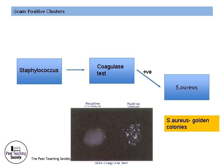 Gram Positive Clusters Staphylococcus Coagulase test +ve S. aureus- golden colonies The Peer Teaching