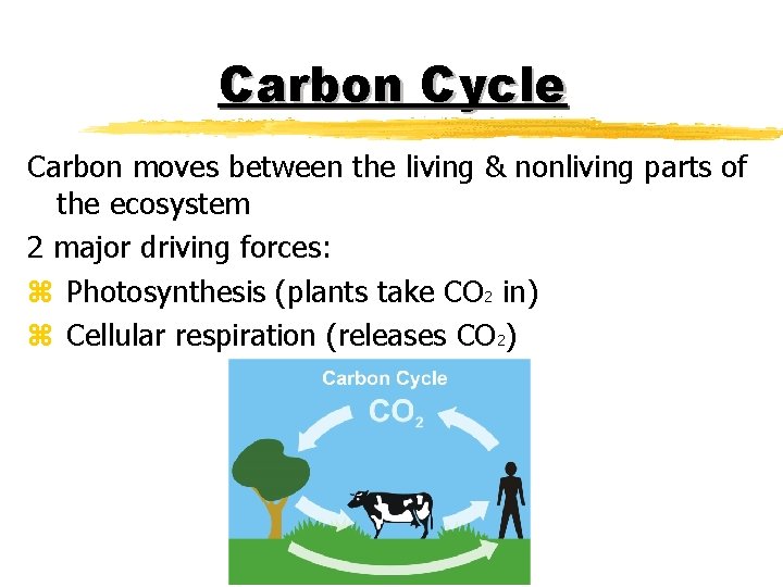 Carbon Cycle Carbon moves between the living & nonliving parts of the ecosystem 2