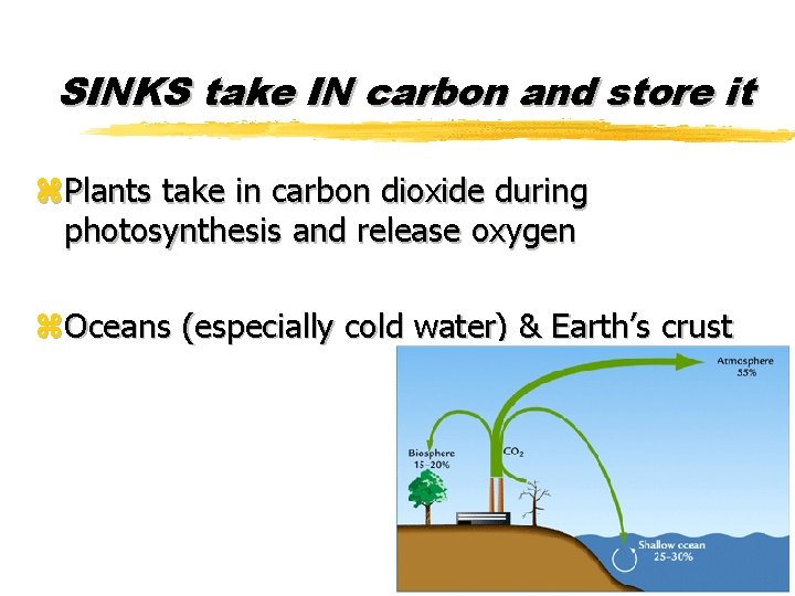 SINKS take IN carbon and store it z. Plants take in carbon dioxide during