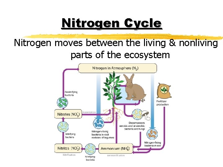 Nitrogen Cycle Nitrogen moves between the living & nonliving parts of the ecosystem 