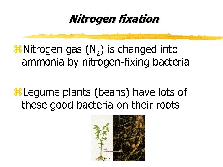 Nitrogen fixation z. Nitrogen gas (N 2) is changed into ammonia by nitrogen-fixing bacteria