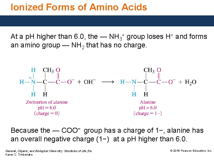 Ionized Forms of Amino Acids At a p. H higher than 6. 0, the