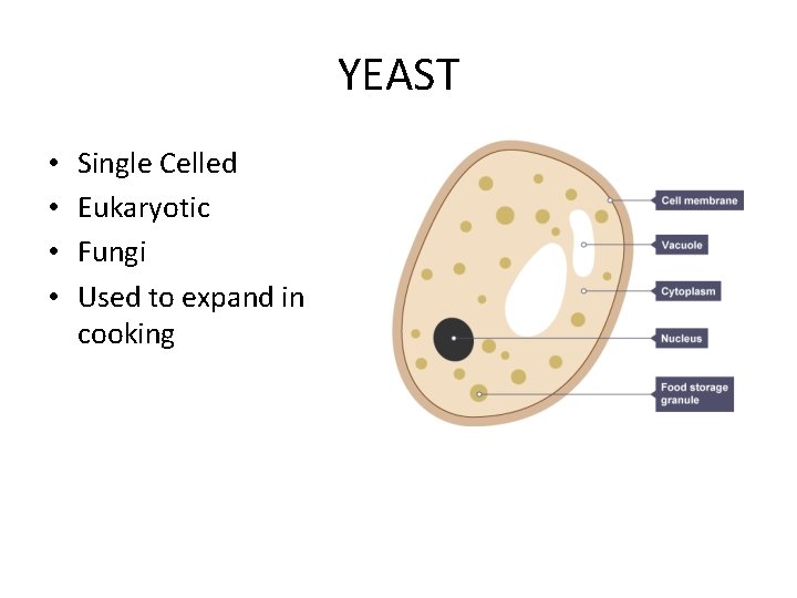 YEAST • • Single Celled Eukaryotic Fungi Used to expand in cooking 