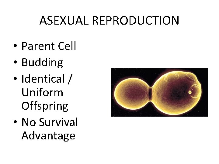 ASEXUAL REPRODUCTION • Parent Cell • Budding • Identical / Uniform Offspring • No