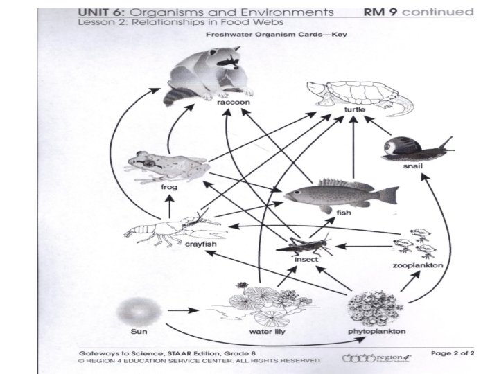 Freshwater Food Web 