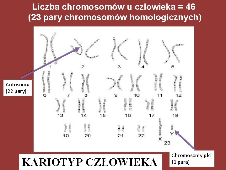 Liczba chromosomów u człowieka = 46 (23 pary chromosomów homologicznych) Autosomy (22 pary) KARIOTYP